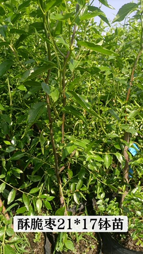 【枣树】枣树南北方盆栽地栽庭院种植耐寒耐热 - 图1