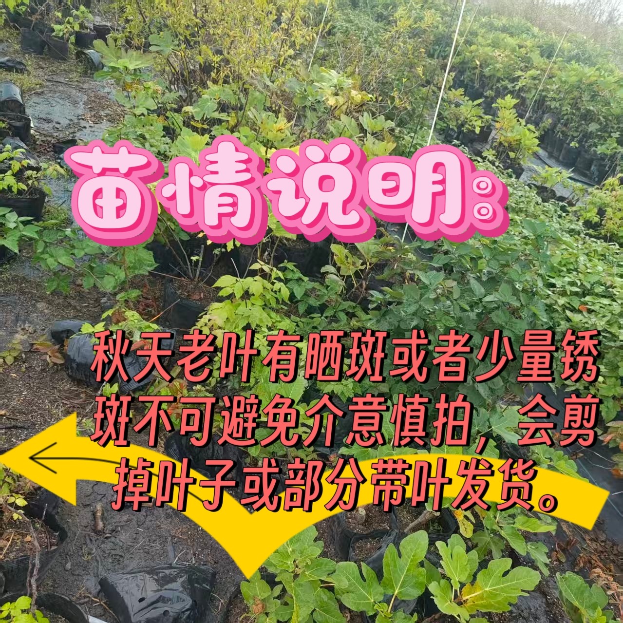 【无花果】无花果树苗青皮格莱斯盆栽地栽营养钵苗,淘宝优惠券,粉丝福利购,淘宝优惠卷
