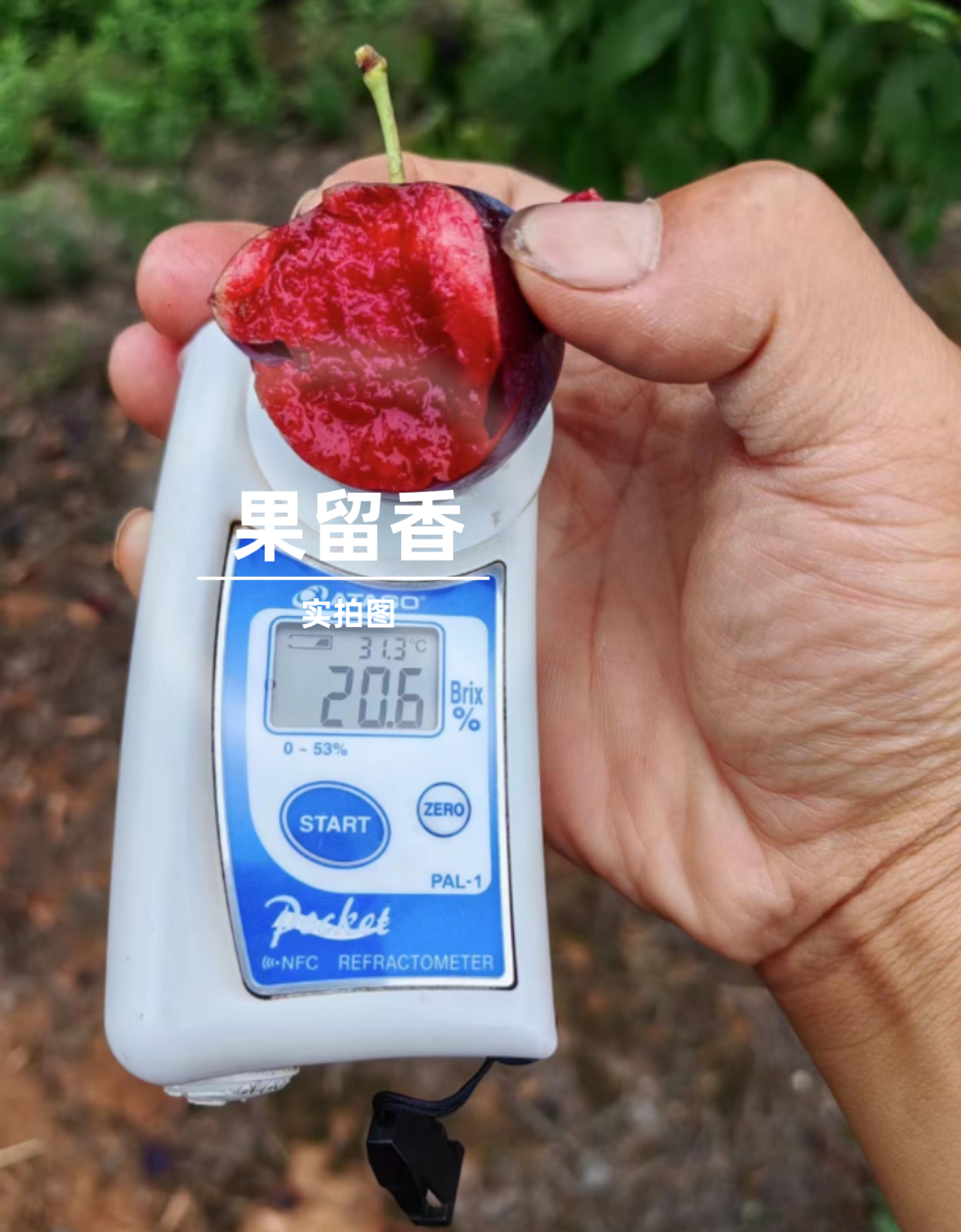 李子树苗樱桃红肉李嫁接苗木特大脆李龙李果苗树苗,淘宝优惠券,粉丝福利购,淘宝优惠卷