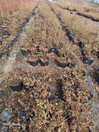 【南方地区种植】南高品种蓝莓苗 三年苗营养钵发货 新手推荐蓝莓 - 图2