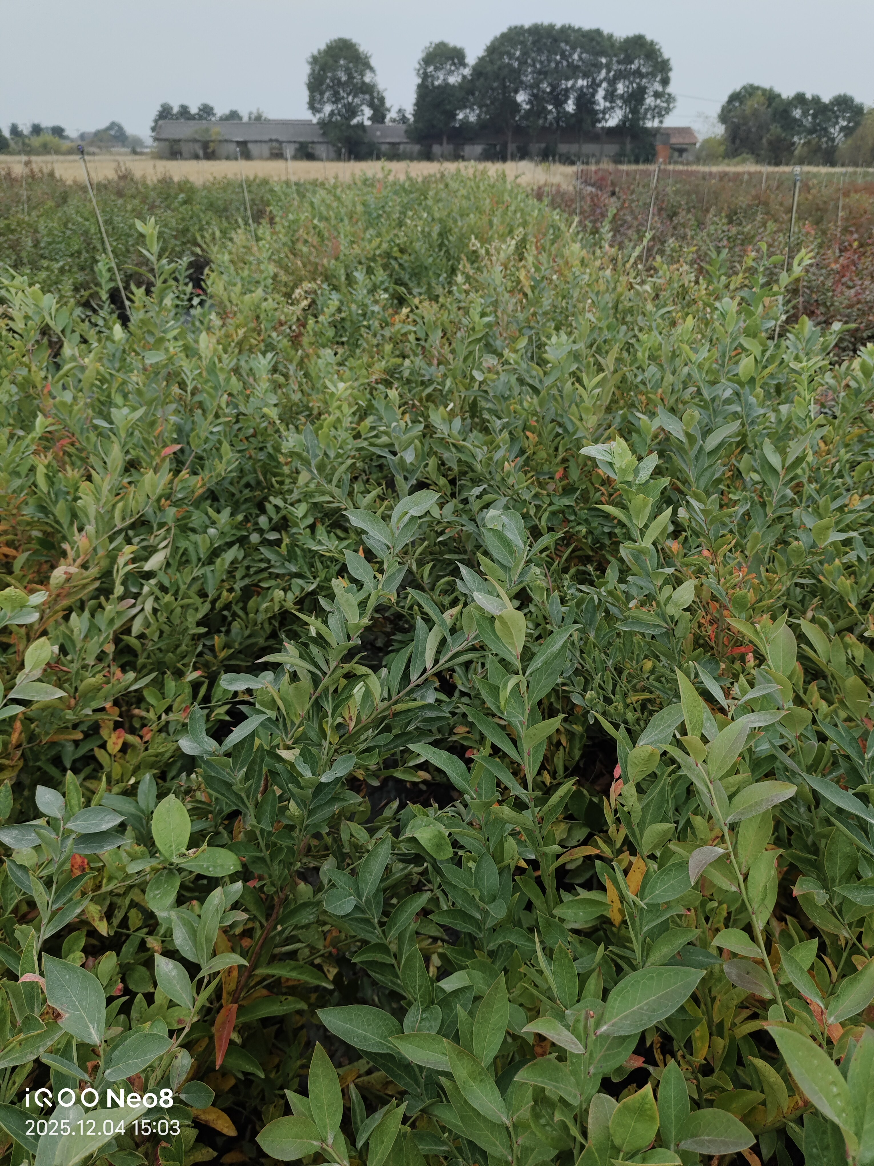 【兔眼蓝莓苗】树苗庭院阳台可种中钵(16*16)大钵(21*17，26*21),淘宝优惠券,粉丝福利购,淘宝优惠卷