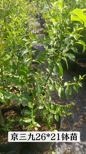 【枣树】枣树南北方盆栽地栽庭院种植耐寒耐热 - 图2