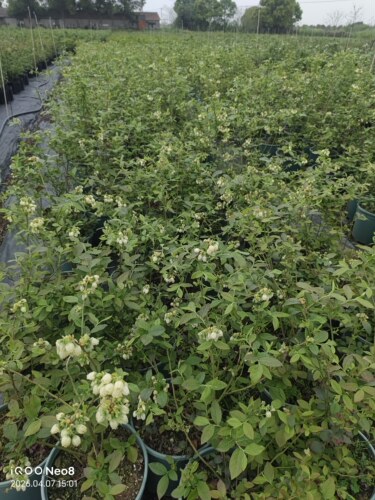 【南方地区种植】南高品种蓝莓苗 三年苗营养钵发货 新手推荐蓝莓 - 图2