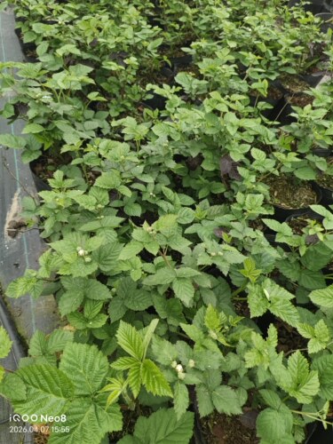 【树莓】钵苗带原土可盆栽地栽庭院种植(红莓，黄莓，黑莓) - 图1