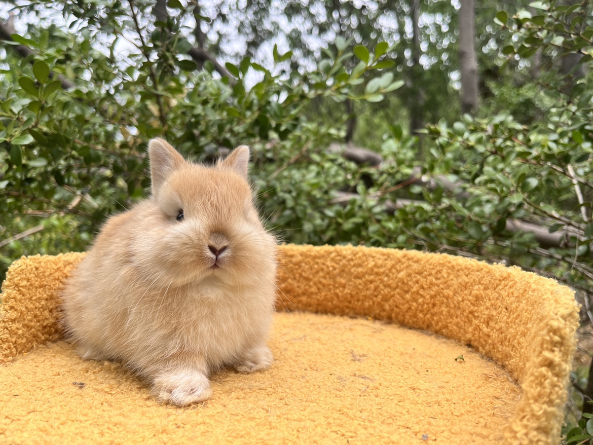 宠物兔纯种活体荷兰黄色垂耳兔猫猫兔小型侏儒兔安哥拉包邮包活 - 图2