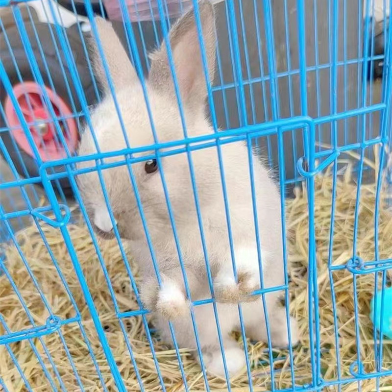 鸡窝稻草漆兔子荷兰猪保暖干宠物食用草天然草垛打草绳宠物垫窝草 - 图2