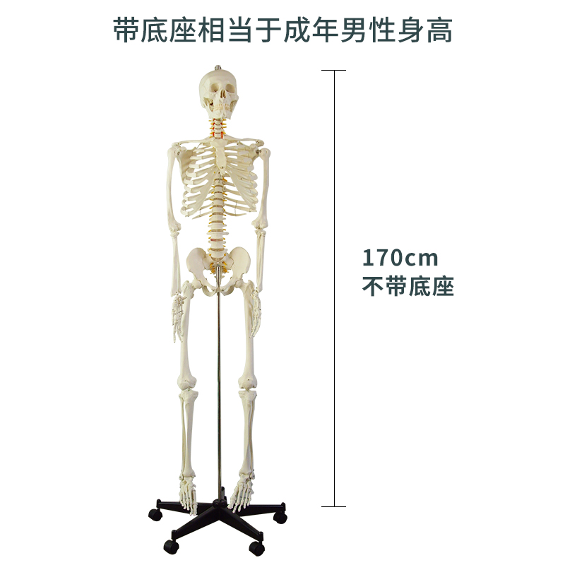 医学骨骼模型170CM人体骨骼模型教学模型 骨架解剖关节教学模型 - 图2