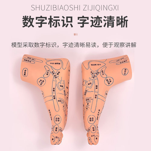 足底按摩脚部足部反射区脚模型 脚穴位 经络推拿针灸足底脚模艾灸 - 图2