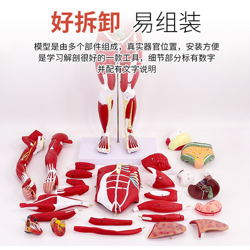 80CM人体全身肌肉模型内脏器官解剖结构组织拆卸运动仿真医学教学 - 图2