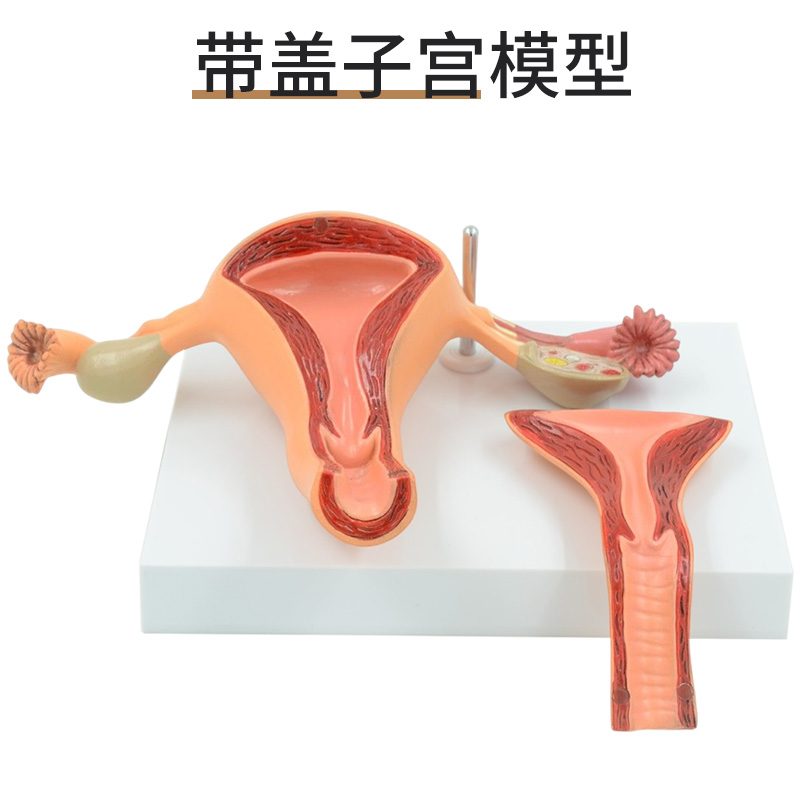 女性生殖模器模型女性生殖模器模型私密子宫模型教具妇科卵巢解剖 - 图2