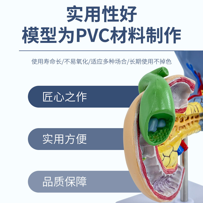教学仿真病变胰脾肝胆十二指肠模型病理胰腺标本胰脾肝胆解剖_虎窝淘