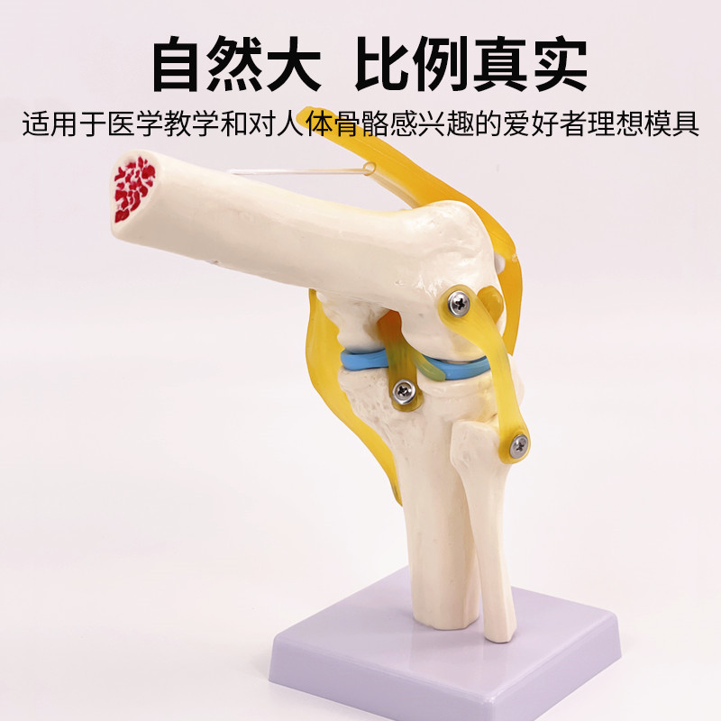 人体膝关节功能模型人体骨骼关节模型膝关节模型膝盖骨髌骨模型 - 图1