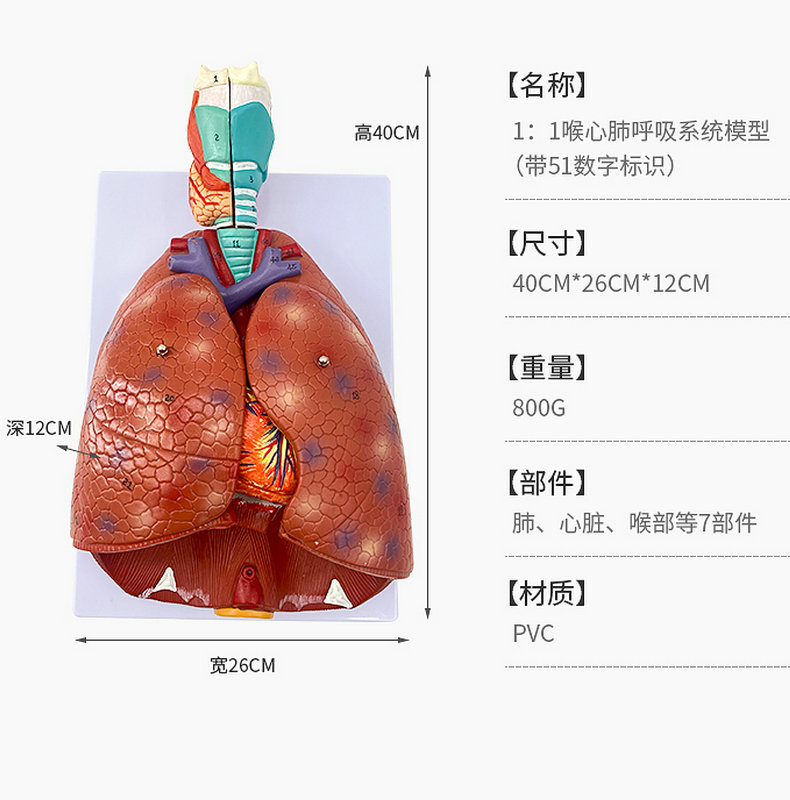 自然大人体喉心肺模型喉咙甲状腺肺心脏模型人体呼吸系统模型-图2