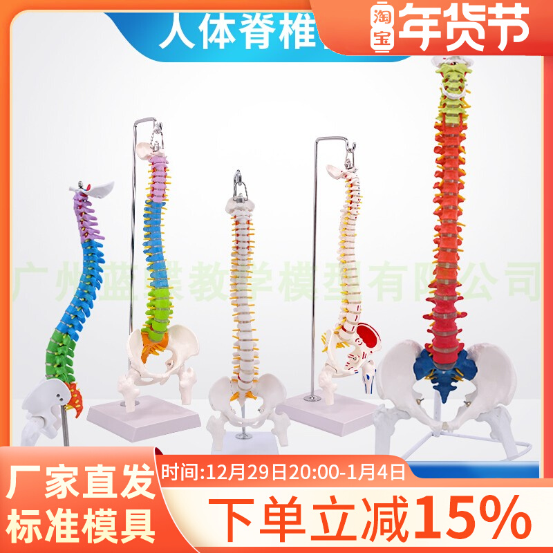 人體脊椎模型- Top 200件人體脊椎模型- 2023年1月更新- Taobao