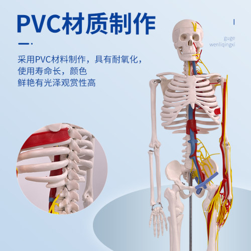 人体骨骼模型 85cm带神经血管心脏模型 骷髅骨架模型 椎间盘 神经 - 图0