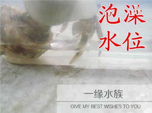 寄居蟹宠物活体专用天然日晒钙海盐消毒补充微元素50G/份买三送一 - 图2