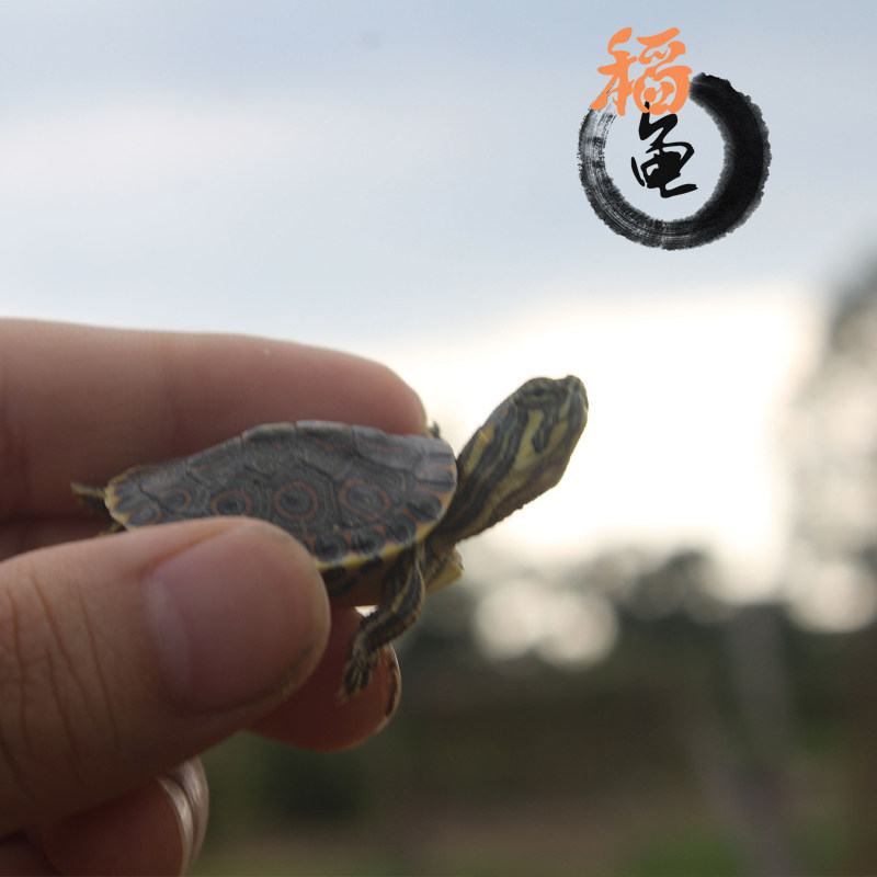 大河甜甜圈龟塔巴斯哥尼加拉瓜彩深水龟玩具活体宠物乌龟东部佛州,淘宝优惠券,粉丝福利购,淘宝优惠卷