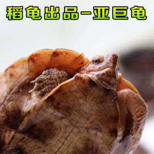 亚洲巨型龟亚巨乌龟观赏种龟苗草龟大型素食吃蔬菜水果半水龟宠物 - 图1