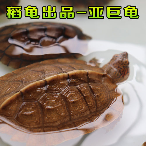 亚洲巨型龟亚巨乌龟观赏种龟苗草龟大型素食吃蔬菜水果半水龟宠物 - 图2