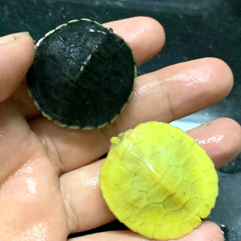 黑巴龟黑化魔眼变异黑化大萌巴西活体宠物观赏网红变异焦糖果冻梵,淘宝优惠券,粉丝福利购,淘宝优惠卷