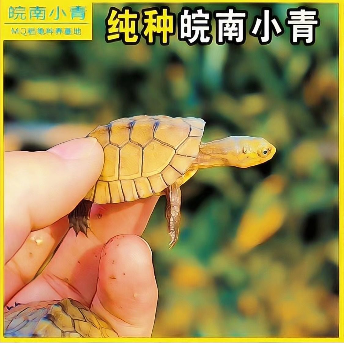 小青皖南龟黄喉拟水乌龟活物南石金钱龟苗观赏纯种活体缘三黄活体,淘宝优惠券,粉丝福利购,淘宝优惠卷