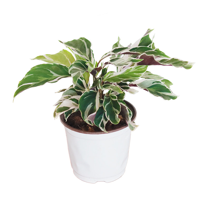 荷兰油画竹芋网红ins风室内外观叶植物盆栽好养多沫园艺 多沫园艺旗舰店 淘优券