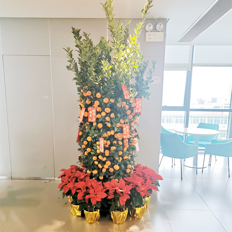 年桔盆栽朱砂桔带果桃花树年宵四季桔子金桔年橘大树广州直发香港,淘宝优惠券,粉丝福利购,淘宝优惠卷