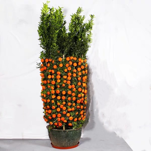 年桔盆栽朱砂桔带果桃花树年宵四季桔子金桔年橘大树广州直发香港,淘宝优惠券,粉丝福利购,淘宝优惠卷