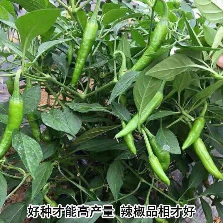 【特级】5斤正宗樟树新鲜皮薄辣椒青椒现摘富晒下饭菜食用包邮 - 图1