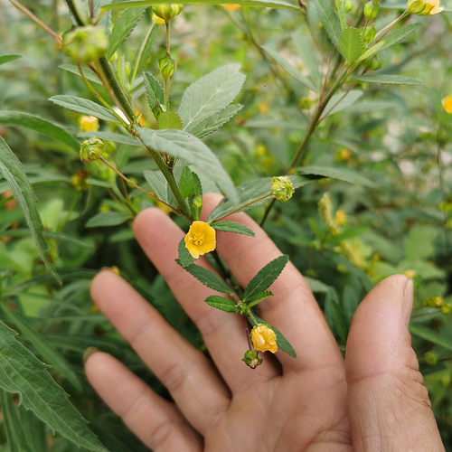 黄花稔 拔毒散硬枝梅肉草 生肌草拔脓草小号虱母头干货 500g包邮 - 图0