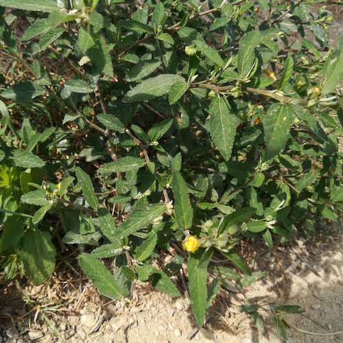 黄花稔 梅肉草粉生肌草拔毒散 拔脓消皮肉小号黄花虱母头500g包邮 - 图2