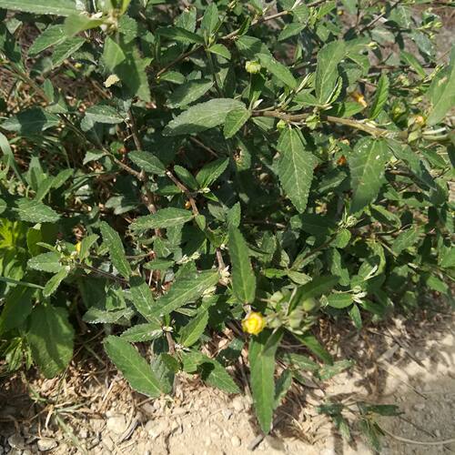 黄花稔 拔毒散硬枝梅肉草 生肌草拔脓草小号虱母头干货 500g包邮 - 图2