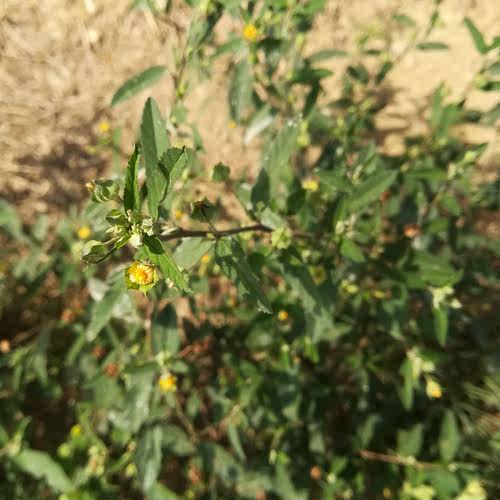 黄花稔 梅肉草粉生肌草拔毒散 拔脓消皮肉小号黄花虱母头500g包邮 - 图1