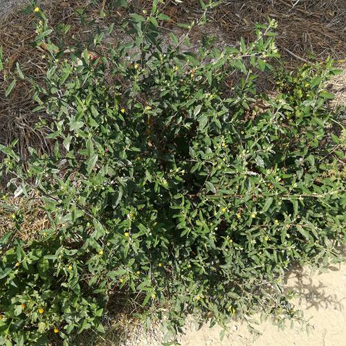 黄花稔 拔毒散硬枝梅肉草 生肌草拔脓草小号虱母头干货 500g包邮 - 图1