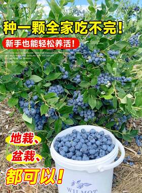 蓝莓树果苗盆栽带果发货