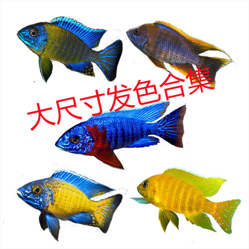 三湖慈鲷鱼大尺寸马鲷精品套餐热带淡水观赏鱼活体岩栖珊瑚纯种 - 图3