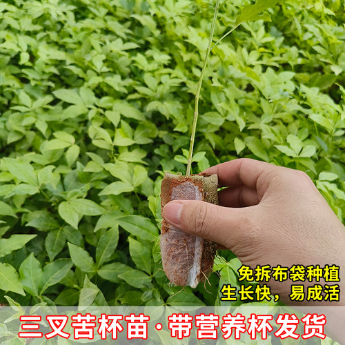 广西三叉苦树苗正宗三丫苦药材种植三桠苦种子苗树带土带叶发货 - 图1
