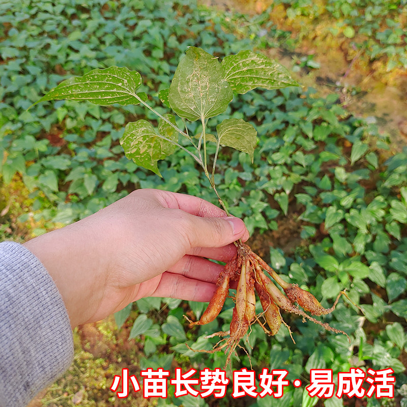 红花百部种苗对叶高产良种中药材大白紫花百条根长薯蔓生品种包邮_虎窝淘