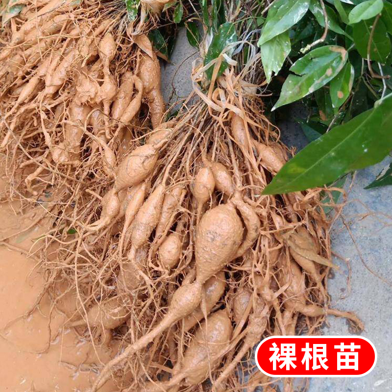 牛大力苗大中小叶品种正宗细叶种植牛古大力薯良种结薯快中药材苗,淘宝优惠券,粉丝福利购,淘宝优惠卷