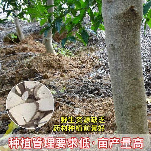 广西三叉苦树苗正宗三丫苦药材种植三桠苦种子苗树带土带叶发货 - 图3