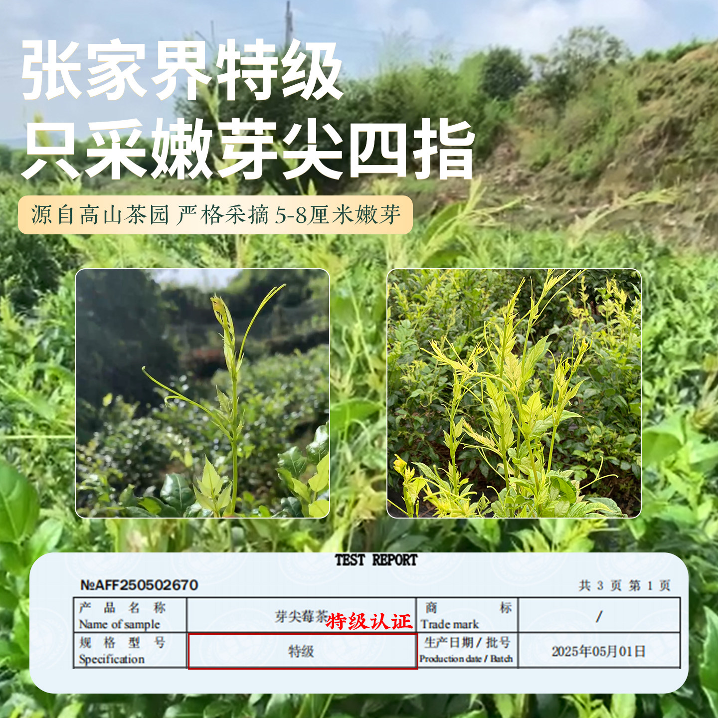湖南张家界高山莓茶正宗龙须芽尖霉茶土家藤茶正品特产官方旗舰店,淘宝优惠券,粉丝福利购,淘宝优惠卷