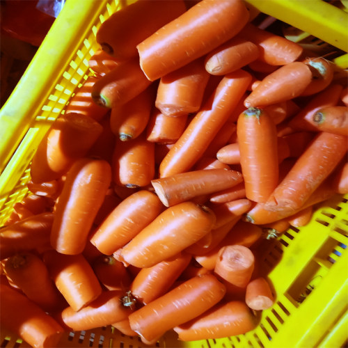 有机胡萝卜 红萝卜B品 有机 基地种植5斤 - 图0