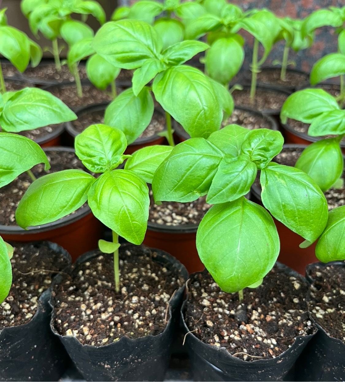 甜罗勒苗可食用芳香植物香体祛味促进食欲逗鸟驱蚊烤肉-图0