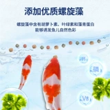 Koi Goldfish Special Fish Feed Ford Дома маленькая зелень, маленькая золотая рыбка, наблюдая за рыбными кормами