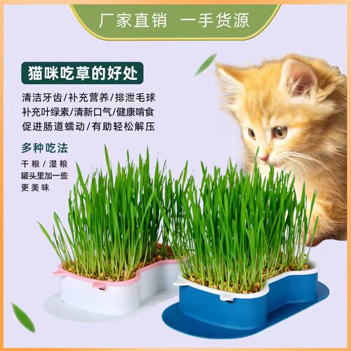 杂粮小麦粒麦芽糖食用磨面药引麦芽糖发芽草种子榨汁酿酒猫草烘焙 - 图3