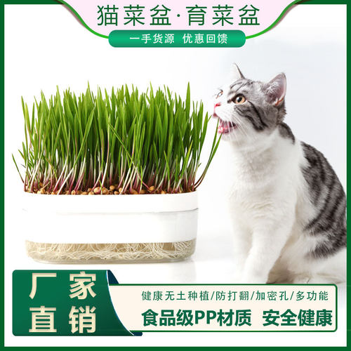 杂粮小麦粒麦芽糖食用磨面药引麦芽糖发芽草种子榨汁酿酒猫草烘焙 - 图1