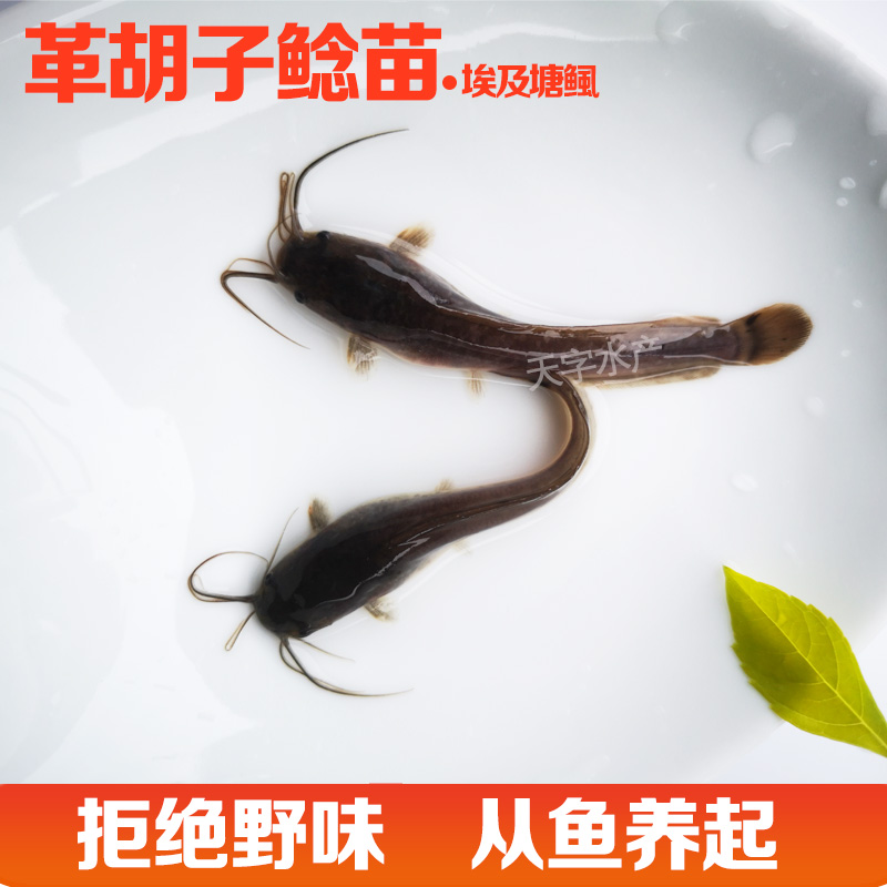 革胡子鲶鱼苗埃及塘鲺鱼苗八胡子鱼活体埃及胡子鲶鱼苗塘虱大种鱼-图3