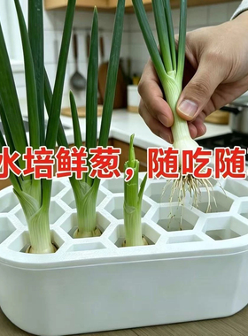 【特惠限购】家庭水培种植盒