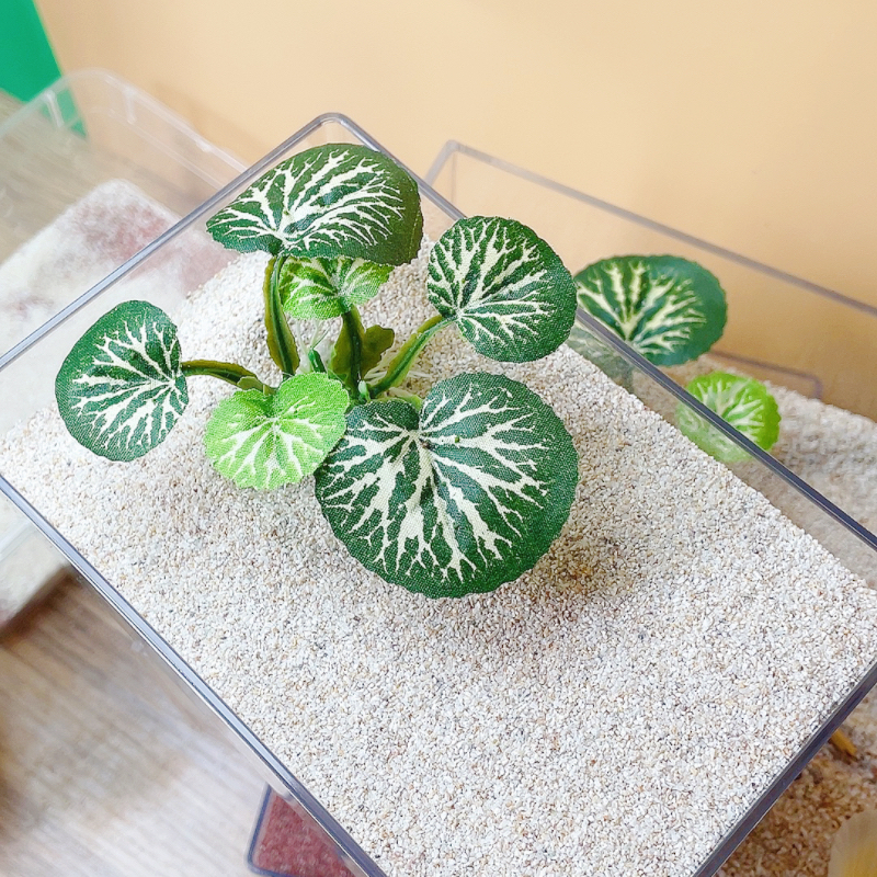 【细沙1-2mm】寄居蟹专用珊瑚砂垫材 菲律宾进口 铺缸底保湿 干净 - 图2