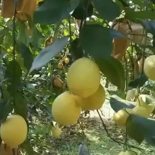 一级优质黄柠檬龙祥“好意头” 品牌柠檬 大部分区域包邮 - 图0